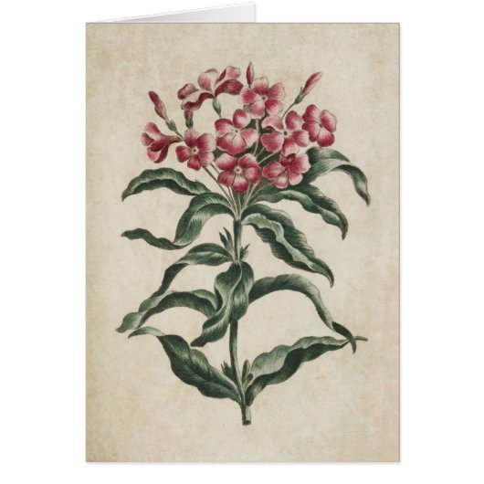  flora Lychnidea illustratie (Voorkant)