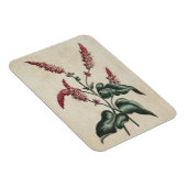 flora Persicaria Magnet Magneet (Rechterzijde)