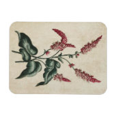 flora Persicaria Magnet Magneet (Horizontaal)