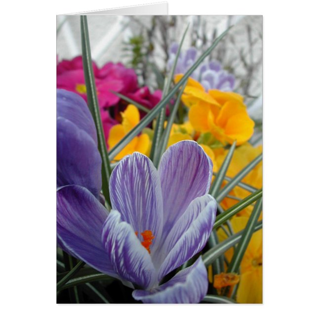 flora voor lente #3 (Voorkant)