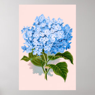 Floral Blue Hydrangea Poster