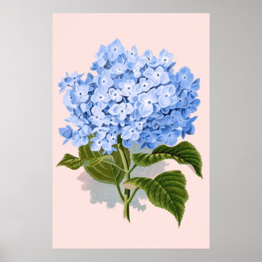 Floral Blue Hydrangea Poster (Voorkant)