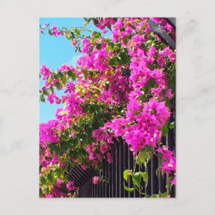 Floral Bougainvillea Cascade Briefkaart