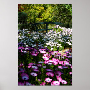 "Floral Bridge", Afrikaanse Daisies Poster