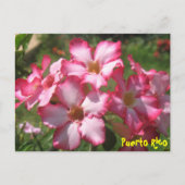 Floral Briefkaart 2 (Voorkant)