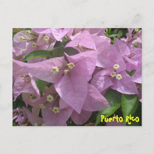 Floral Briefkaart 3 (Voorkant)