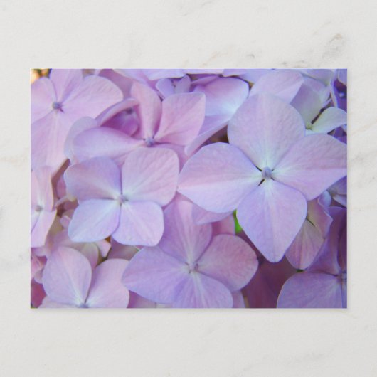 Floral briefkaarten Lavender Paars Hydrangea Flowe (Voorkant)