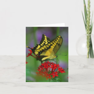 Floral Butterfly Kaart