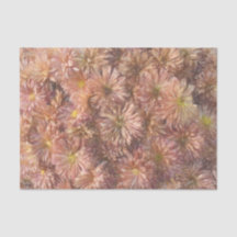 Floral Chic Pink Pastel Chrysanthemum Decoupage
