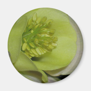 Floral detail magneet