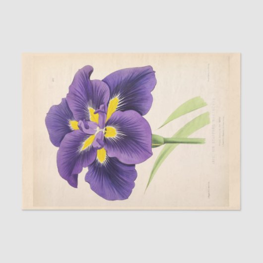 Floral Ephemera Decoupage Paarse Franse bloemen Tissuepapier (Voorkant)