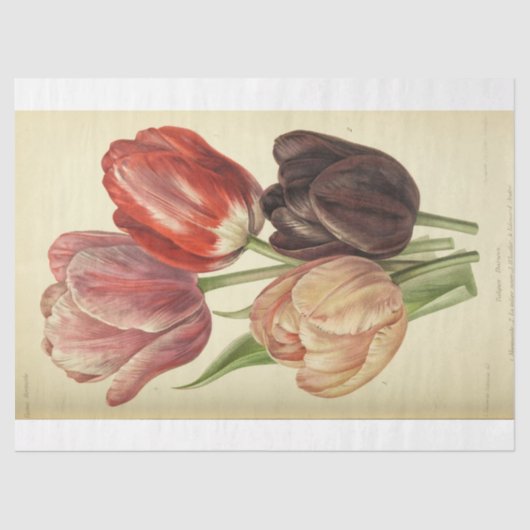 Floral Ephemera Decoupage Roze Paarse Spring Tulp Tissuepapier (Voorkant)