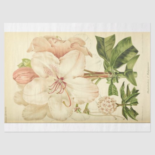 Floral Ephemera Decoupage Roze Witte Rhododendron Tissuepapier (Voorkant)