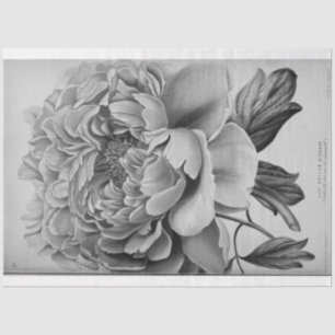 Floral Ephemera Decoupage Zwart Wit pioen Links Tissuepapier