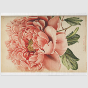 Floral Ephemera ontkoppeling Pink Peony Tissuepapier