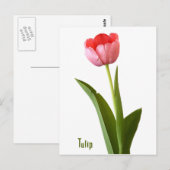 Floral foto van één roze lentetulp Natuur Briefkaart (Voorkant / Achterkant)