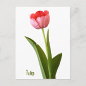 Floral foto van één roze lentetulp Natuur Briefkaart (Voorkant)