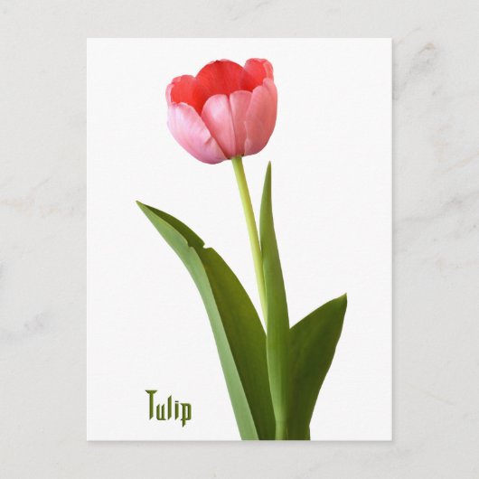 Floral foto van één roze lentetulp Natuur Briefkaart (Voorkant)