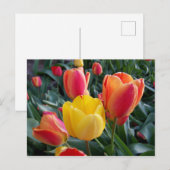 Floral foto van gele en rode tulpen briefkaart (Voorkant / Achterkant)
