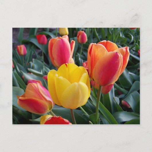 Floral foto van gele en rode tulpen briefkaart (Voorkant)