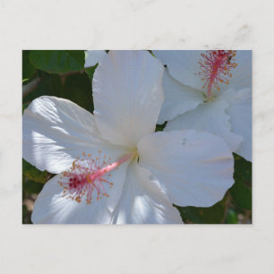 Floral Fragrance Briefkaart