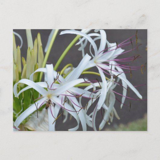 Floral Fragrance Briefkaart (Voorkant)