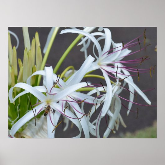 Floral Fragrance Canvas afdrukken Poster (Voorkant)