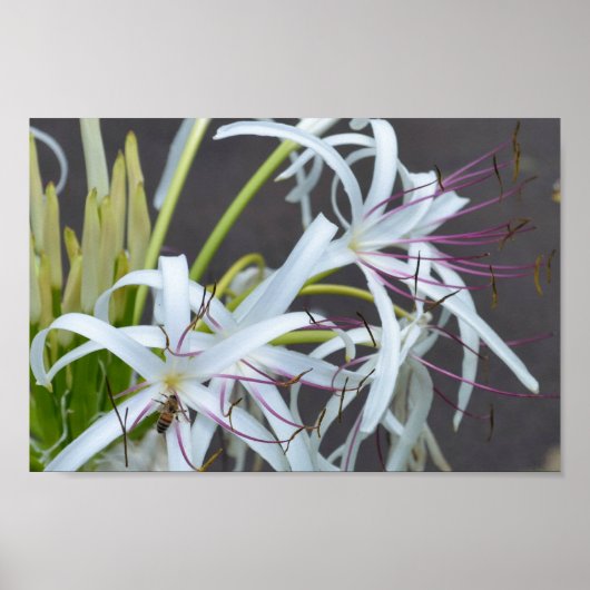 Floral Fragrance poster (Voorkant)