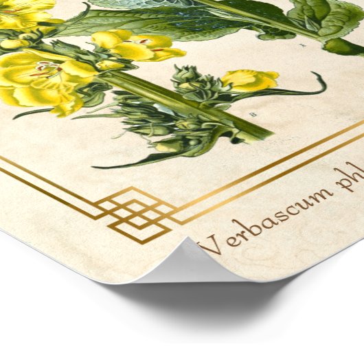 Floral Herb Oranje Mullein Botanische Kunst Poster (Hoek)