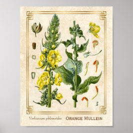  Floral Herb Oranje Mullein Botanische Kunst Poster