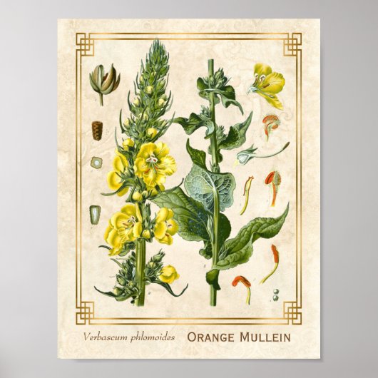  Floral Herb Oranje Mullein Botanische Kunst Poster (Voorkant)