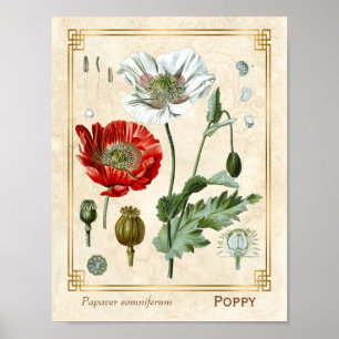  Floral Illustratie Red Poppy Flower Art Poster