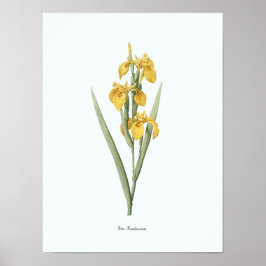  Floral Illustration Botanical Art Print
