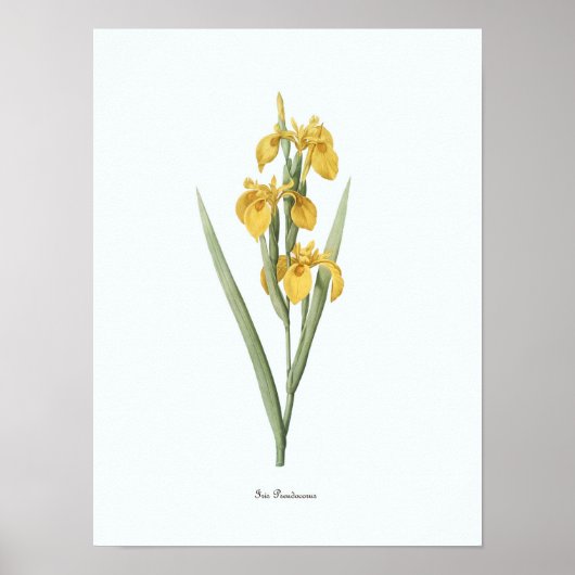 Floral Illustration Botanical Art Print (Voorkant)