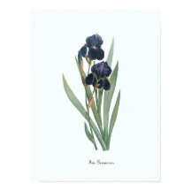 Floral Illustration Botanical Art Print