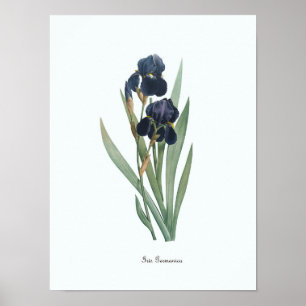 Floral Illustration Botanical Art Print