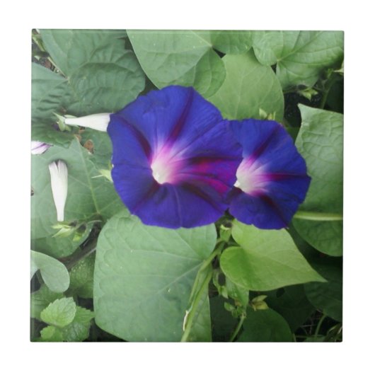 Floral keramische tegels tegeltje (Voorkant)