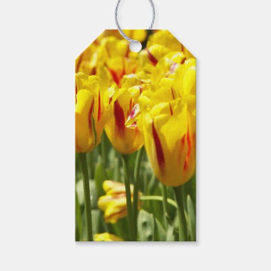Floral met rode strepe gele tulpen cadeaulabel (Voorkant)