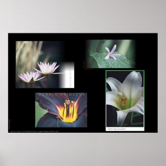 Floral Montage Poster