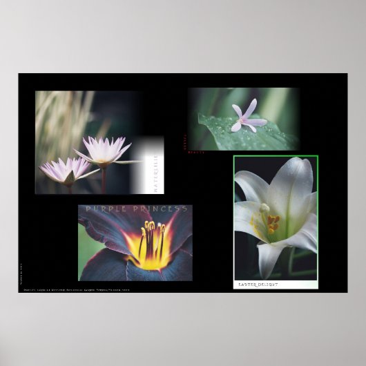 Floral Montage Poster (Voorkant)