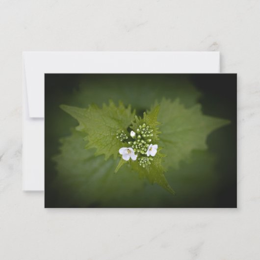 Floral Natuur Foto (Voorkant)