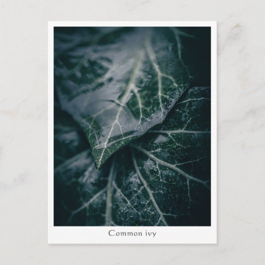 Floral Natuur Foto Briefkaart (Voorkant)