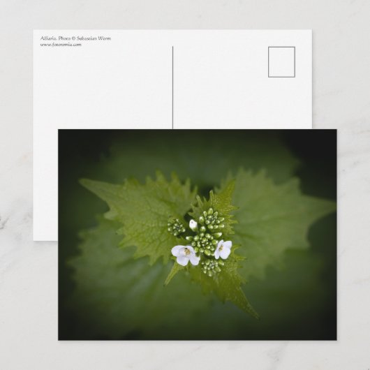 Floral Natuur Foto Briefkaart (Voorkant / Achterkant)