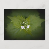Floral Natuur Foto Briefkaart (Voorkant)