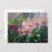Floral, orchideeën briefkaart (Voorkant / Achterkant)