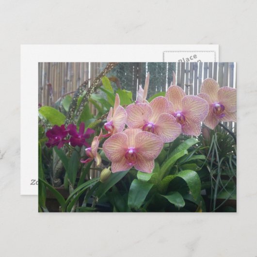 Floral, orchideeën briefkaart (Voorkant / Achterkant)
