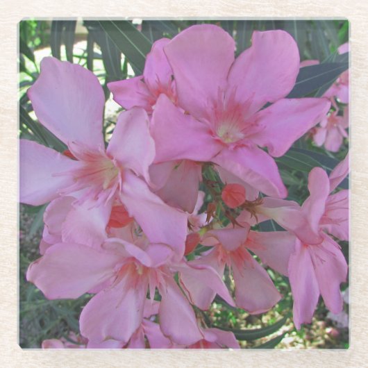 Floral Pastel Roze Long Petal Bloom Fotoventilator Glazen Onderzetter (Voorkant)