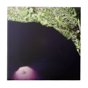 Floral Photo Ceramic Tile Tegeltje