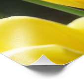 Floral Photography prints Tulip Flowers Natuur Foto Afdruk (Hoek)