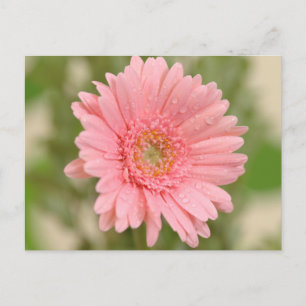 Floral Pink Gerbera Daisy Flower Hallo Love Briefkaart